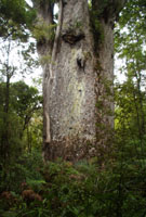 Father of the Forest